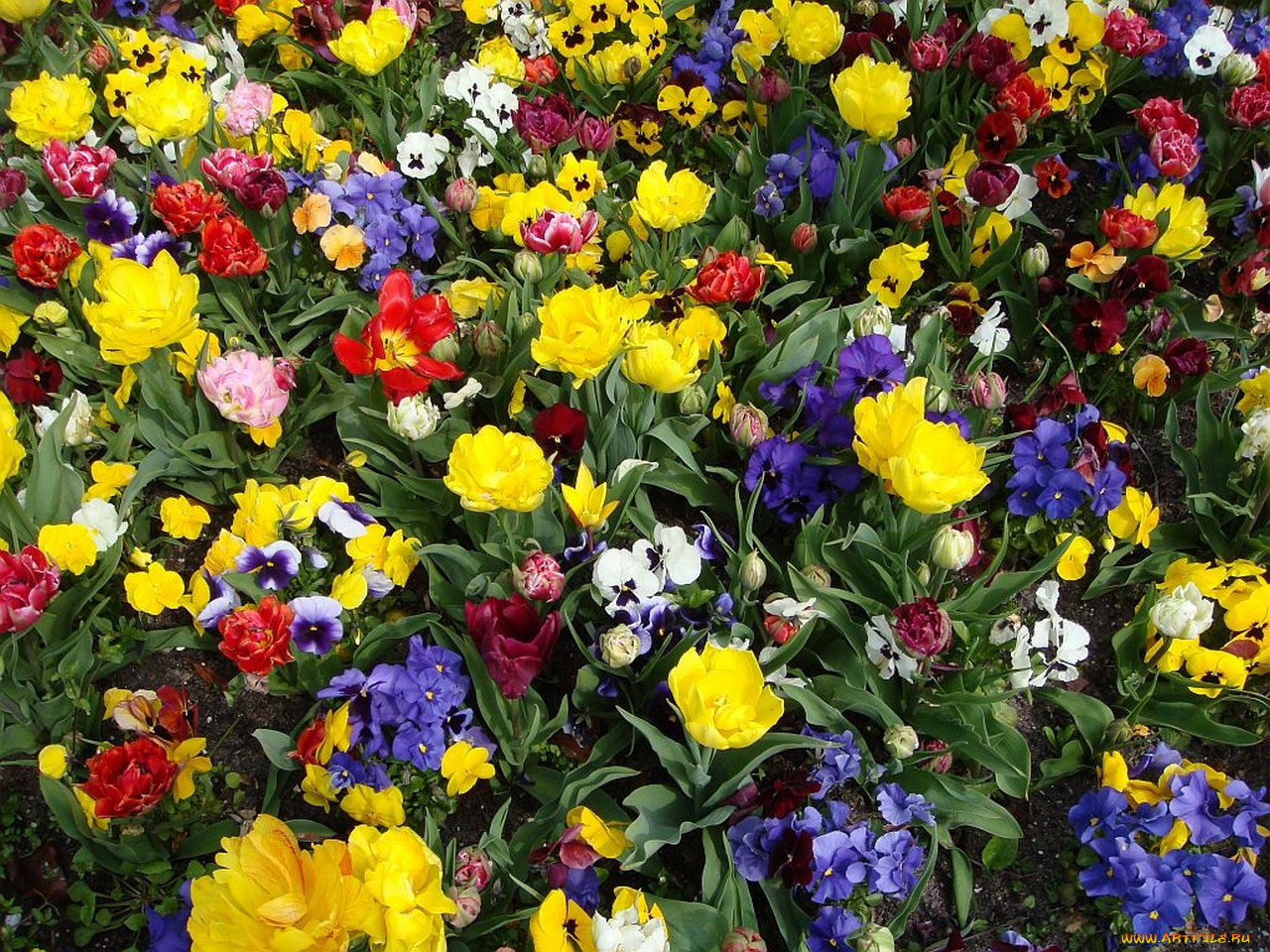 tulips, and, pansies, hortus, botanicus, leiden, the, netherlands, , , 